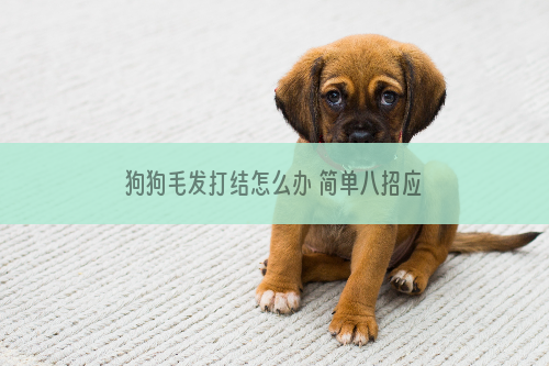 狗狗毛发打结怎么办 简单八招应对狗狗毛发纠结