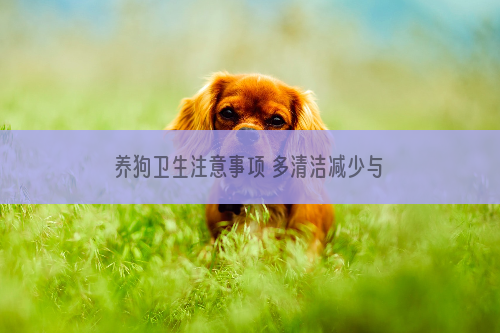 养狗卫生注意事项 多清洁减少与犬交叉感染