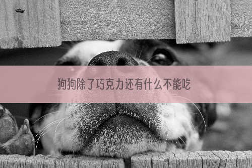 狗狗除了巧克力还有什么不能吃 这些东西你知道吗