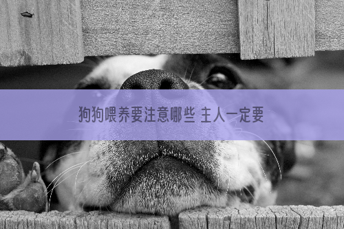 狗狗喂养要注意哪些 主人一定要知道的那些事