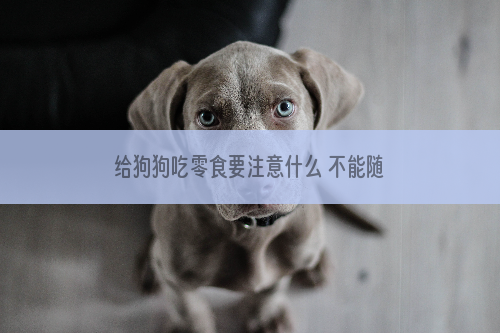 给狗狗吃零食要注意什么 不能随便喂狗狗吃零食
