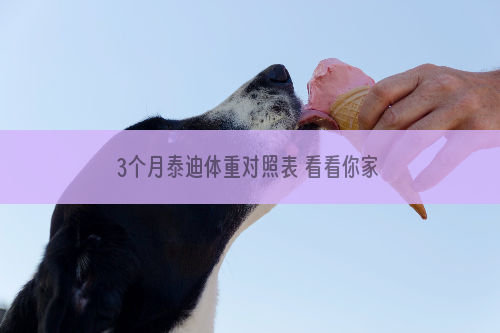 3个月泰迪体重对照表 看看你家泰迪达标吗