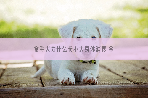 金毛犬为什么长不大身体消瘦 金毛长不大主人需要注意了