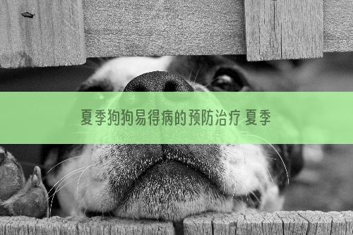 夏季狗狗易得病的预防治疗 夏季易得病怎么预防更有效