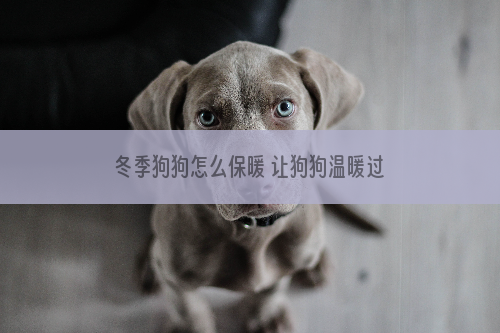 冬季狗狗怎么保暖 让狗狗温暖过冬