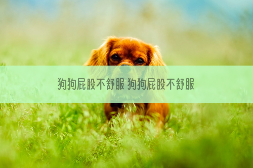 狗狗屁股不舒服 狗狗屁股不舒服蹭地你都发现了吗？