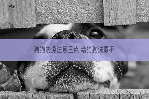 狗狗洗澡注意三点 给狗狗洗澡不必过于勤快