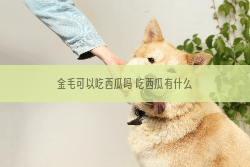 金毛可以吃西瓜吗 吃西瓜有什么注意事项吗