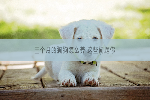 三个月的狗狗怎么养 这些问题你都该注意