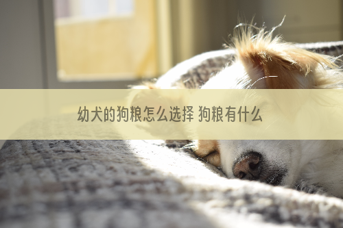 幼犬的狗粮怎么选择 狗粮有什么选择标准