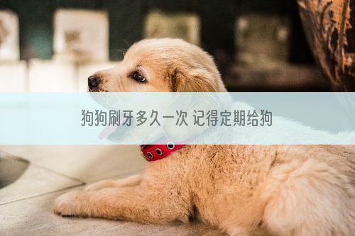狗狗刷牙多久一次 记得定期给狗狗清理牙齿哦