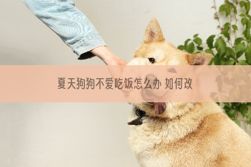 夏天狗狗不爱吃饭怎么办 如何改善狗狗的胃口