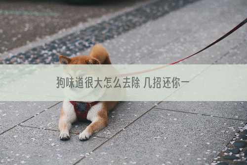 狗味道很大怎么去除 几招还你一个香喷喷的狗狗