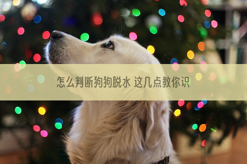 怎么判断狗狗脱水 这几点教你识别