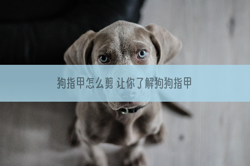狗指甲怎么剪 让你了解狗狗指甲的秘密