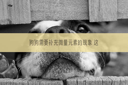 狗狗需要补充微量元素的现象 这5种现象表明补充微量元素！