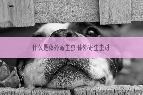 什么是体外寄生虫 体外寄生虫对狗狗有什么危害
