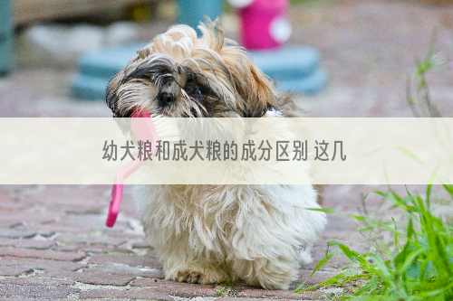 幼犬粮和成犬粮的成分区别 这几点你知道吗