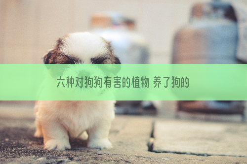 六种对狗狗有害的植物 养了狗的家庭最好不要养
