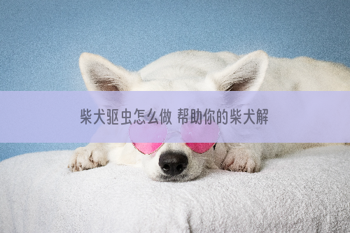 柴犬驱虫怎么做 帮助你的柴犬解除寄生虫的困扰！