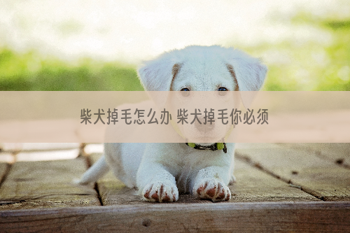 柴犬掉毛怎么办 柴犬掉毛你必须知道的解决办法！