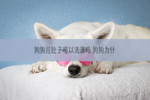 狗狗拉肚子可以洗澡吗 狗狗为什么会拉肚子