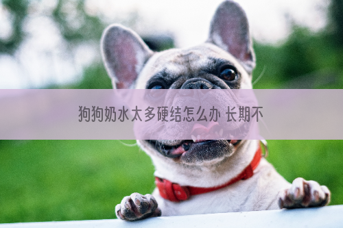狗狗奶水太多硬结怎么办 长期不处理可能会导致癌症
