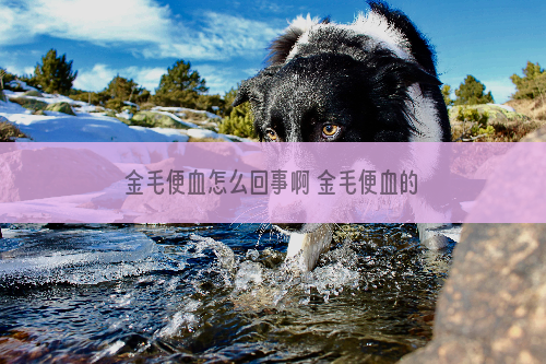 金毛便血怎么回事啊 金毛便血的原因主人必须知道的6点！