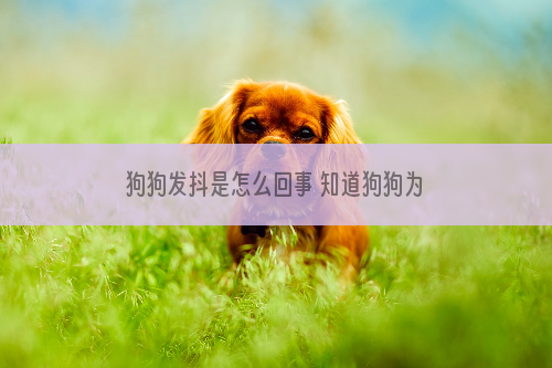 狗狗发抖是怎么回事 知道狗狗为什么发抖吗还不进来看看