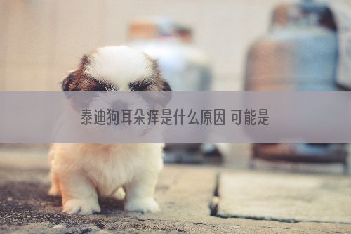 泰迪狗耳朵痒是什么原因 可能是耳螨惹的祸