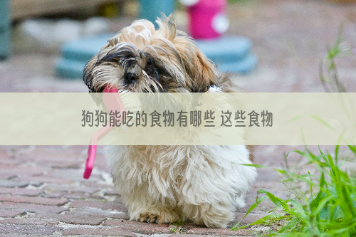 狗狗能吃的食物有哪些 这些食物对狗狗有什么好处