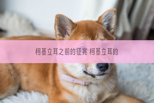 柯基立耳之前的征兆 柯基立耳的方法
