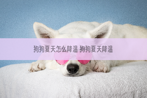 狗狗夏天怎么降温 狗狗夏天降温的几个方法