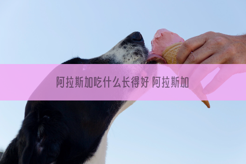 阿拉斯加吃什么长得好 阿拉斯加犬饮食推荐