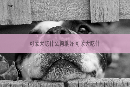 可蒙犬吃什么狗粮好 可蒙犬吃什么好