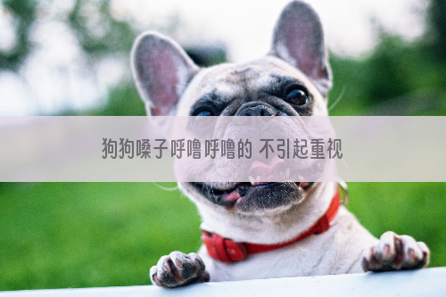 狗狗嗓子呼噜呼噜的 不引起重视可能会导致狗狗死