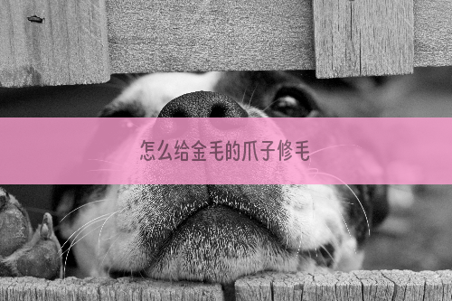 怎么给金毛的爪子修毛