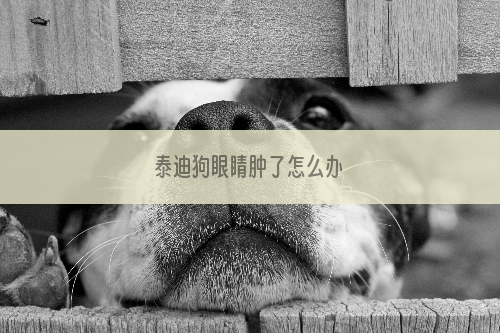 泰迪狗眼睛肿了怎么办