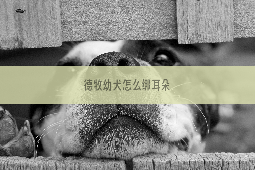 德牧幼犬怎么绑耳朵