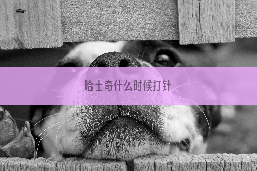 哈士奇什么时候打针