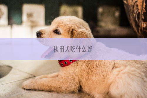 秋田犬吃什么好