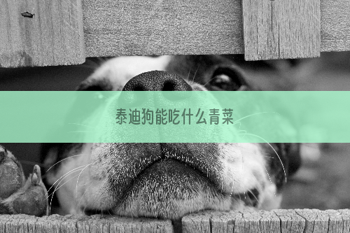 泰迪狗能吃什么青菜