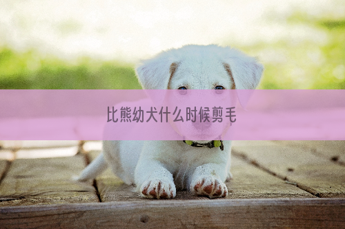 比熊幼犬什么时候剪毛