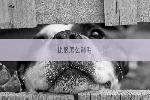 比熊怎么剃毛