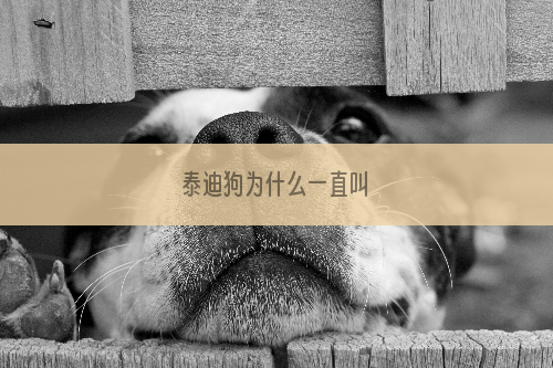 泰迪狗为什么一直叫
