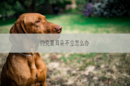 约克夏耳朵不立怎么办