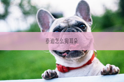 泰迪怎么掏耳朵