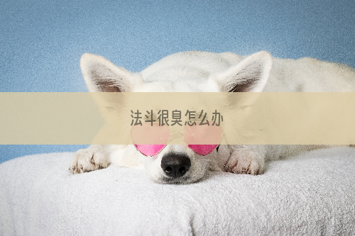 法斗很臭怎么办