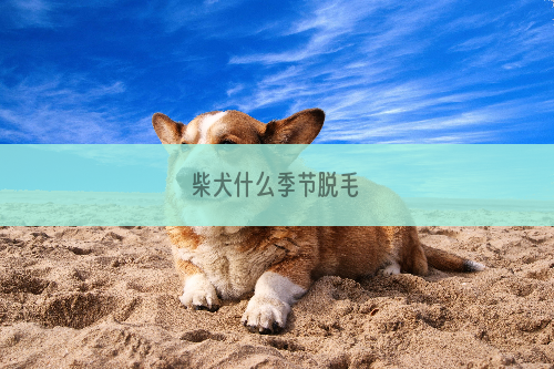 柴犬什么季节脱毛