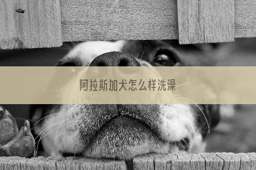 阿拉斯加犬怎么样洗澡